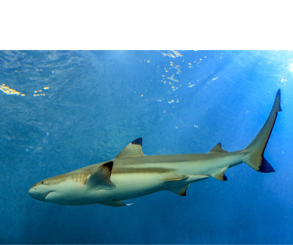 picture of a shark, representing va claim shark companies
